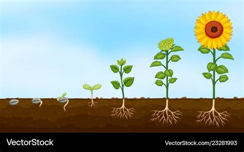 4 Stages Of Plant Growth