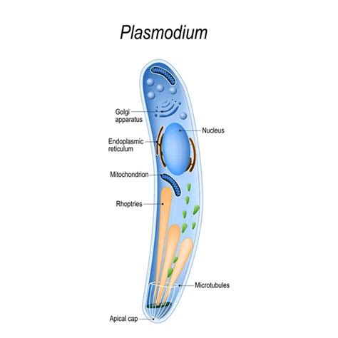 Plasmodium is an intracellular, parasites of vertebrates and insects (mosquito) that causes the ...