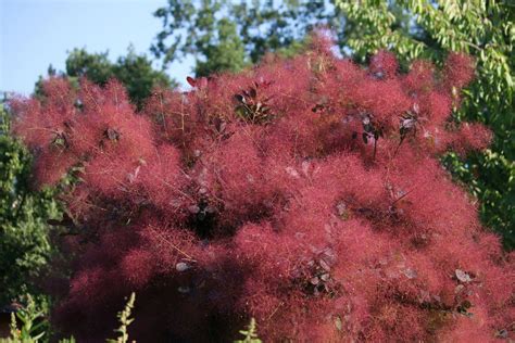 How to Grow a Gorgeous Purple Smoke Bush