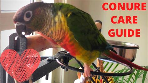 Green Cheek Conure Care Guide and Tips #conurecare #greencheekconure | Conure, Conure parrots ...