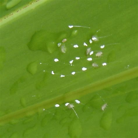 spiral Lacewing eggs beginning to hatch - BugGuide.Net