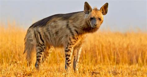 Striped Hyenas Don’t Have Magical Powers. But Their Disappearing Act Is ...