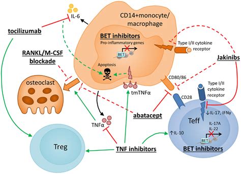 Frontiers | The Interplay Between Monocytes/Macrophages and CD4+ T Cell Subsets in Rheumatoid ...