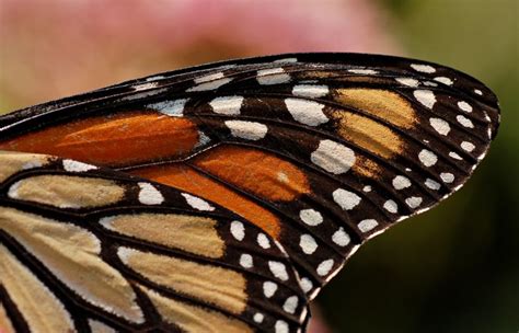 zoomed in butterfly wing - Google Search | Monarch butterfly, Butterfly wings, Butterfly wings ...