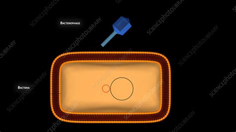 Bacteriophage and lysogeny - Stock Video Clip - K004/2723 - Science Photo Library