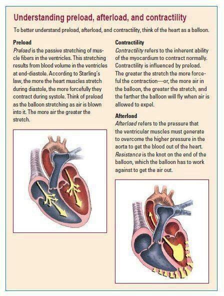 Preload, Afterload, and Contractility | Nursing: My Destiny/Death of me ...