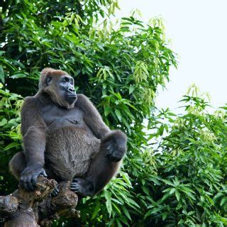 Cross River Gorilla Facts, Habitat, Diet, Predators, Population