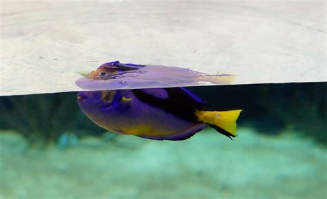 Free Images : swim, fish, toy, aquarium, mirroring, underwater world, macro photography, over ...