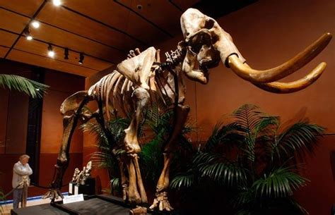 Las Vegas auction of dinosaur fossils: a Tyrannosaurus Rex, woolly ...