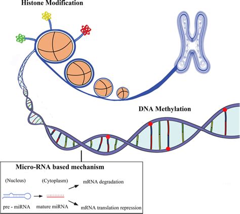 The emerging role of epigenetics in cardiovascular disease - Charbel Abi Khalil, 2014