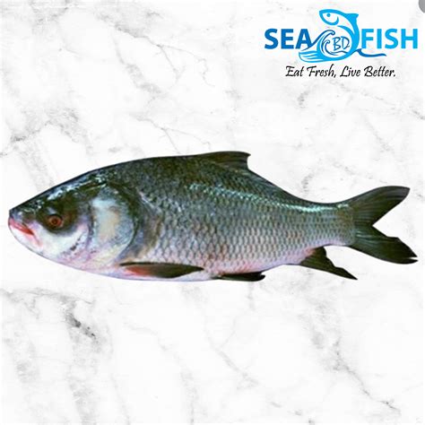 Buy Katol Fish Large(Size 4.00+kg) - River/Haor,Cleaning/Cutting – Per ...