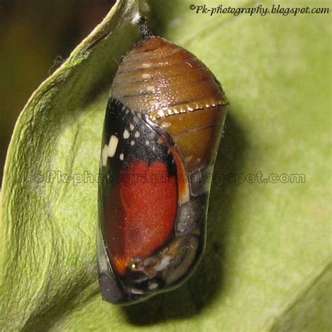 Plain Tiger Butterfly Pupa | Nature, Cultural, and Travel Photography Blog