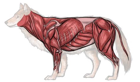 Pin on animal anatomy