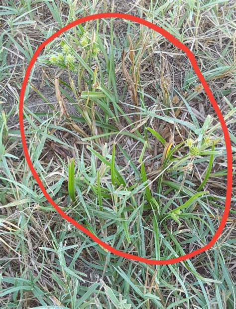 Got Nutgrass, aka Nutsedge?