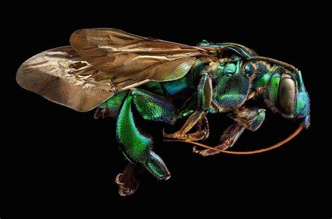 Macro Photographs Composed of Nearly Ten Thousand Images Show the Incredible Detail of Insect ...