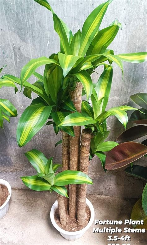 3.5-4ft Fortune Plant, Furniture & Home Living, Gardening, Plants ...