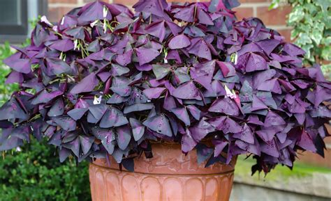 Wholesale commodity wholesale prices Exclusive, high-quality Oxalis ...