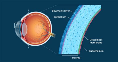 Cornea - Definizione e illustrazione dettagliata | Rencana