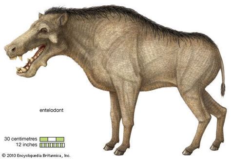 Entelodont - Alchetron, The Free Social Encyclopedia