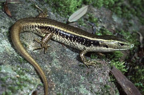 Types Of Garden Lizards In Australia | Fasci Garden