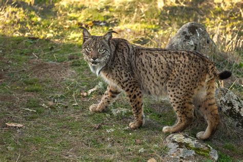 Iberian Lynx, Alhambra and Raptor Bonanza - 7 Wonders Birding Tours