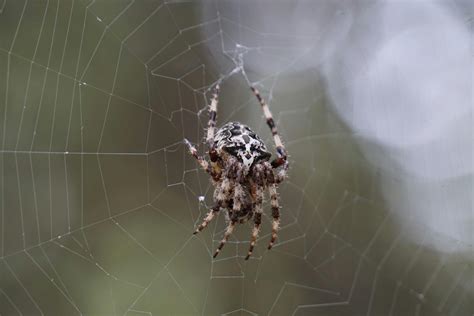 Spider Hanging On Spider Web · Free Stock Photo