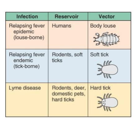 Chronic Relapsing Fever Flashcards | Quizlet