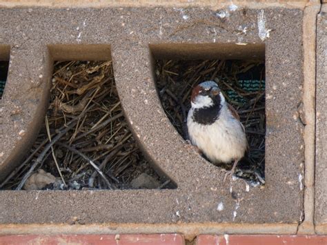 House Sparrow Male Nest – Griffith Ecology Lab