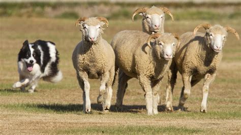 Afbeeldingsresultaat voor border collie herding sheep List Of All ...