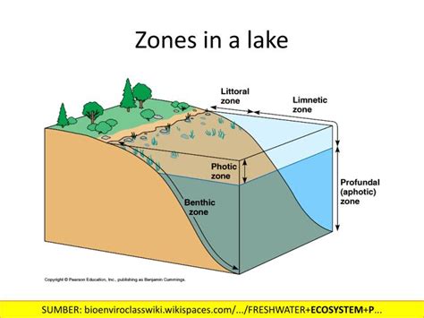 PPT - EKOSISTEM AIR TAWAR FRESHWATER ECOSYSTEM PowerPoint Presentation ...