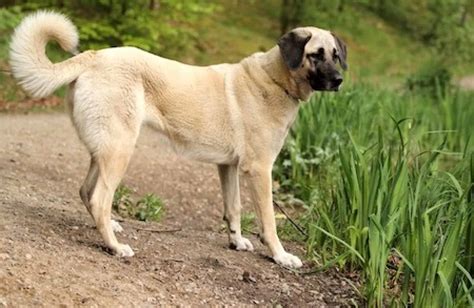 Kangal Shepherd Dog [Ultimate Guide: Health, Personality & More]