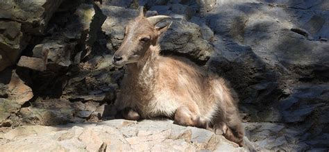 Wildlife in Himalayas - La Himalaya