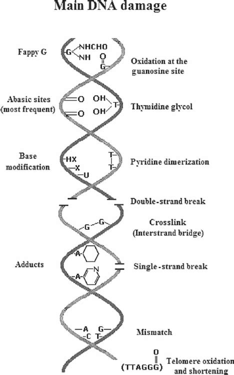 A summary of major causes of DNA damage. | Download Scientific Diagram