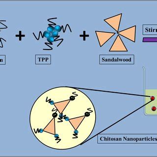 1: Chitosan nanoparticles for drug delivery. | Download Scientific Diagram