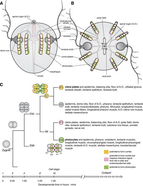 Ctenophore development and cell lineage. Ctenophore body plan, with (A)... | Download Scientific ...