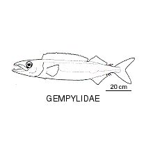 Line drawing of gempylidae
