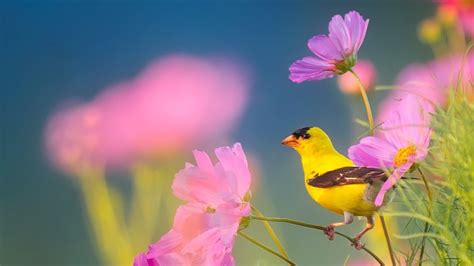 Peaceful Instrumental Music, Relaxing Nature music 'Song Birds of Morning" By Tim Janis - YouTube