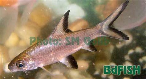 Silver Shark, Balantiocheilos melanopterus (Bleeker, 1851) | BdFISH Feature