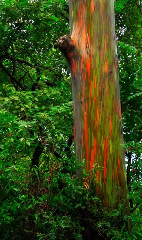 Maui Island Hawaii, Kailua Hawaii, Rainbow Eucalyptus Tree Maui ...