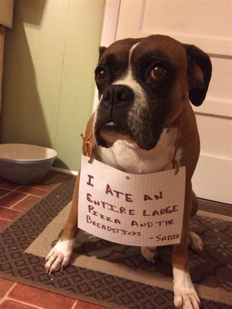 #shame | Boxer dogs funny, Dog shaming funny, Cute boxer puppies