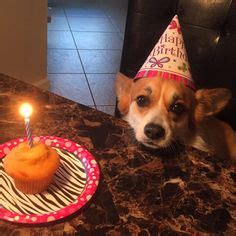 91 Corgi Birthdays ideas | corgi, welsh corgi, birthday corgi