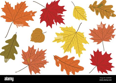 Vector illustration, set of bright realistic autumn leaves. Fall leaves background. Maple ...