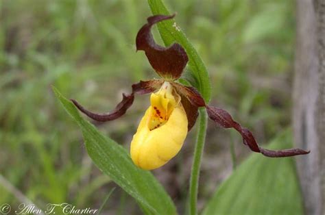 Cypripedium calceolus