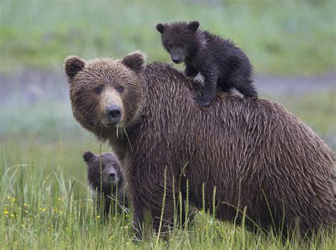 Brown Bear Family with Cub on Mothers Back – On The Map Travel