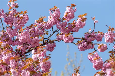 Japanese Flowering Cherry Trees are one of the most common cherry trees in Washington, D.C, but ...