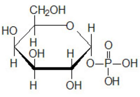 Galactose Structure Diagram