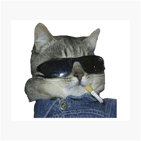 Cat With Sunglasses Meme | ubicaciondepersonas.cdmx.gob.mx