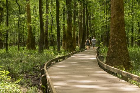 Congaree National Park - Boardwalk Trail photo spot