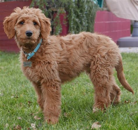 Mini Goldendoodle Full Grown | Mini Goldendoodle