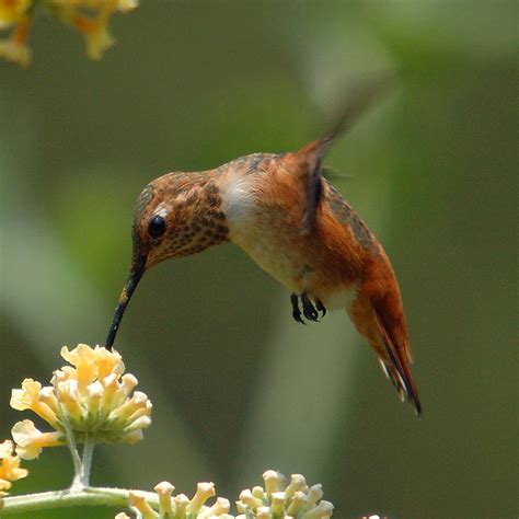 Birds: Rufous Hummingbird